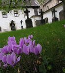 Cyclamen